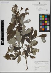 Foto von Salix atrocinerea Brot. x Salix salviifolia Brot.